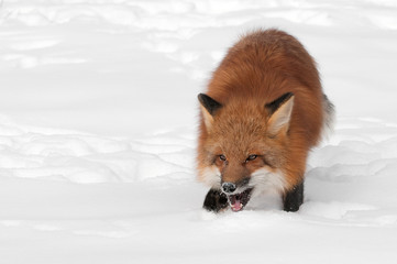 Red Fox (Vulpes vulpes) Open Mouth