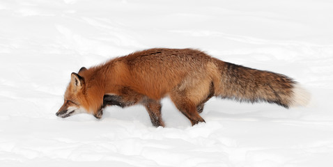 Red Fox (Vulpes vulpes) Stalks Left