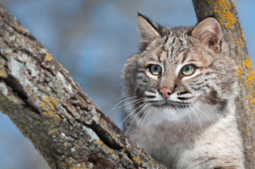 Bobcat (Lynx rufus) in Tree with Copy Space Left