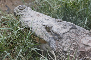 Zoom The Crocodile.