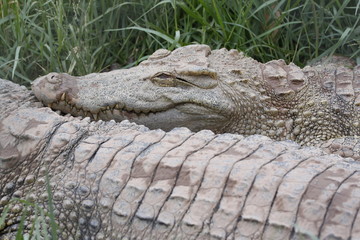 The Crocodile.