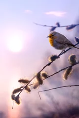 Foto op Plexiglas Lente art beautiful spring morning nature background
