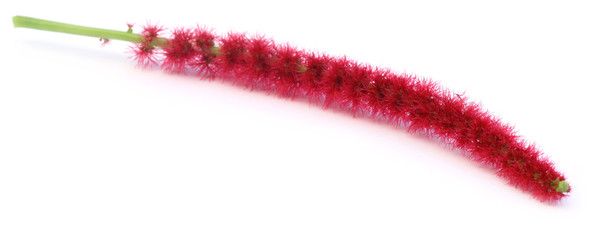 Acalypha hispida commonly known as Shibjhul in Bangladesh