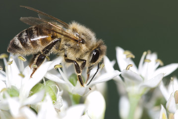 Honey bee on beautiful white flower