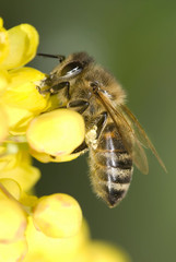 Honey bee on yellow flower