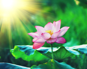fleur de lotus fleur