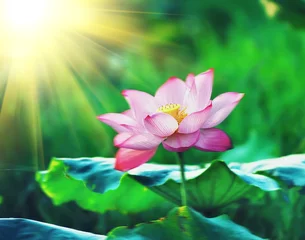 Runde Acrylglas-Bilder Lotus Blume Lotusblüte