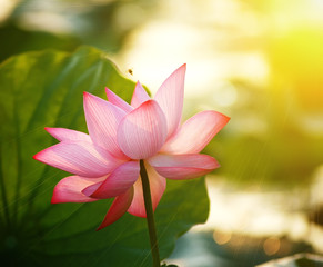 lotus flower blossom