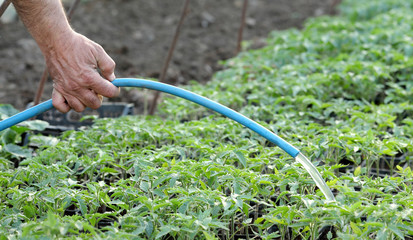 Watering of tomato plant seedlings in a greenhouse