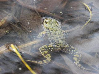 Teichfrosch im Frühling