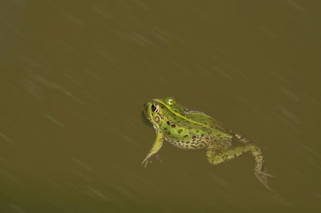 Frog