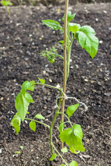 seedling of tomato
