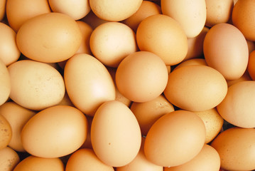 Egg Farm in Thailand