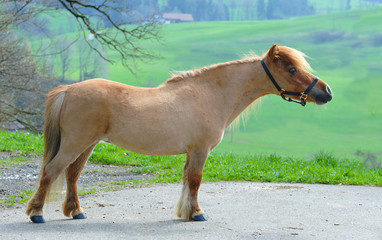 miniature shetland pony