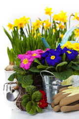 Spring flowers and garden tools