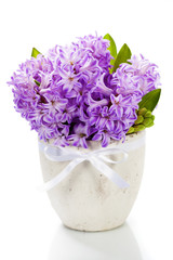 Beautiful Hyacinths