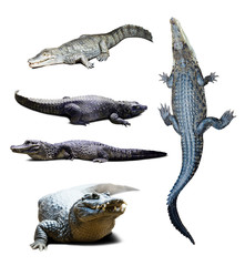 Naklejka premium crocodiles over white with shade