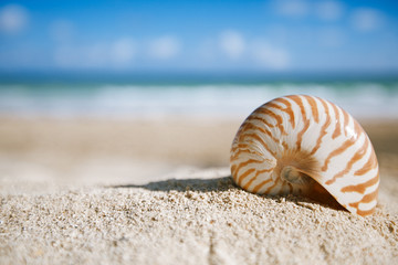 nautilus shell  with ocean , beach and seascape, shallow dof