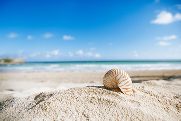 nautilus shell  with ocean , beach and seascape, shallow dof