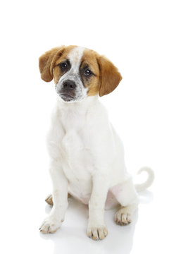 Obedient terrier dog puppy siiting and looking to the camera