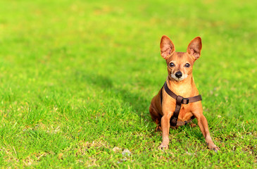Miniature pinscher dog sitting in the grass