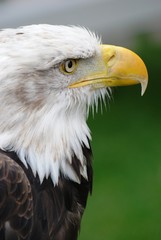 Weißkopfseeadler