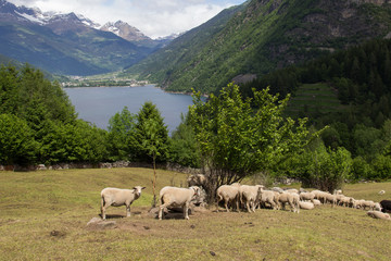 sheep in mountain pastures