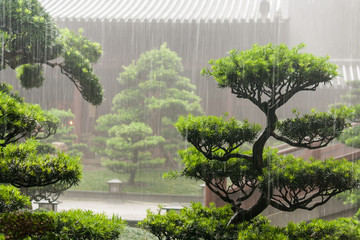 bonsai trees in Chi Lin Nunnery in rain
