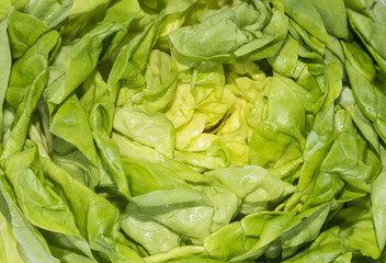 Lettuce macro shot
