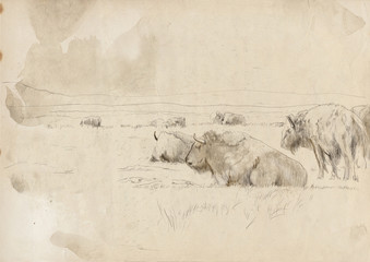 A herd of wild bison, buffalo