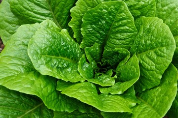 Fototapeta na wymiar Green Leafy Head of Romaine Lettuce in a Garden