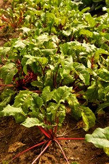 Leafy Green Beet Plants in Garden