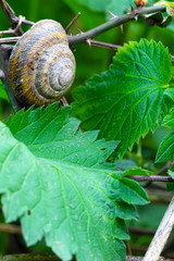 The grape snail and green leaves