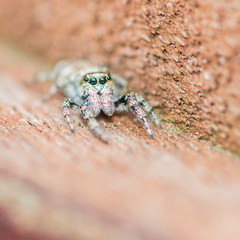 Jumper