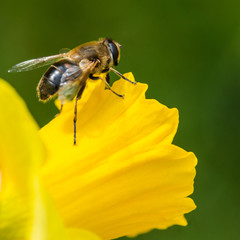 Trumpeter