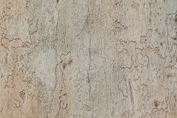 Background of plane tree wood