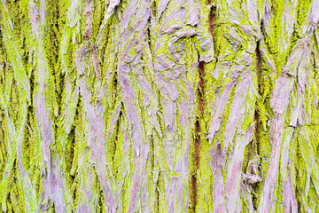 Tree bark