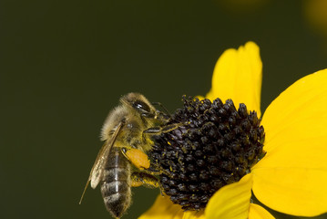 Honey bee on beautiful yellow flower