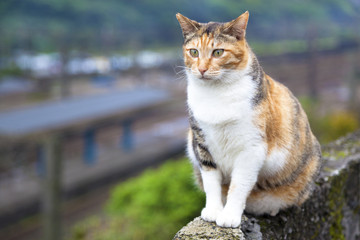 cat sitting on the wall and watching the train station