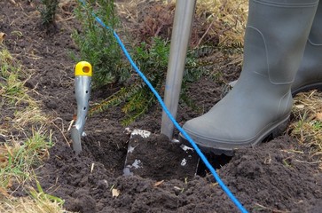 Hecke pflanzen Eibe - planting a taxus hedge 05