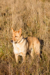 Fototapeta na wymiar Cute dog standing in tall grass