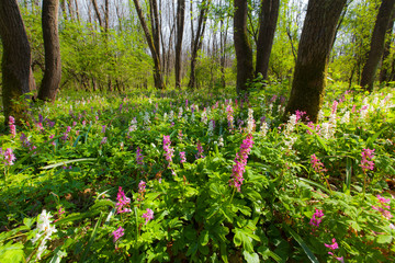 Spring scenery with lush green vegetation in the forest