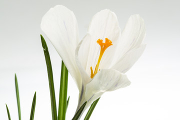 Obraz premium Crocus spring flower