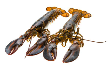 Raw lobster