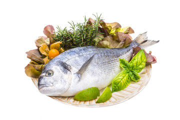 Fresh raw dorada