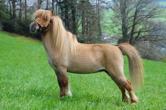Miniature shetland pony