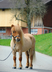 Miniature shetland pony