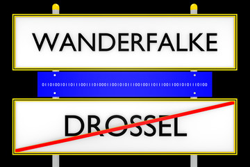 Naklejka premium Wanderfalke vs Drossel konzeptionell_Internet - 3D