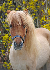 Miniature shetland pony
