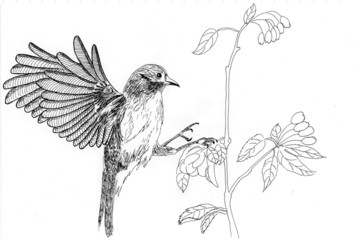 illustration bird